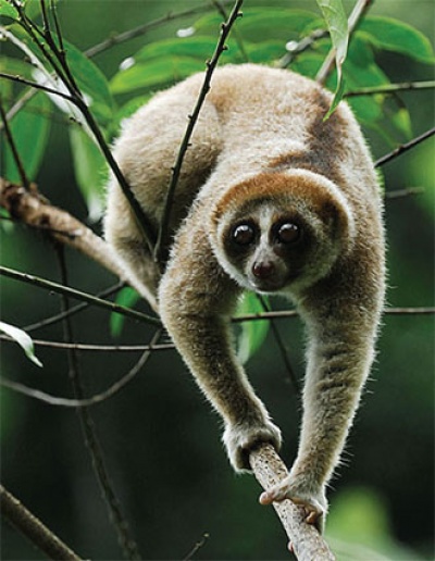 Kukang Bertopeng Dari Kalimantan Ilmu Dan Teknologi Koran Tempo Co