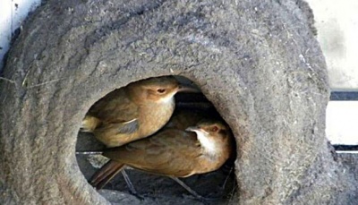 Sarang burung yang mereka buat ini bukan hanya untuk proses kawin sepasang burung Ovenbirds saja, tetapi juga sebagai tempat untuk bertelur, mengeramkan telur tersebut hingga menetas dan merawat anak-anak mereka nanti hingga berumur 18 hari. dailymail.co.uk