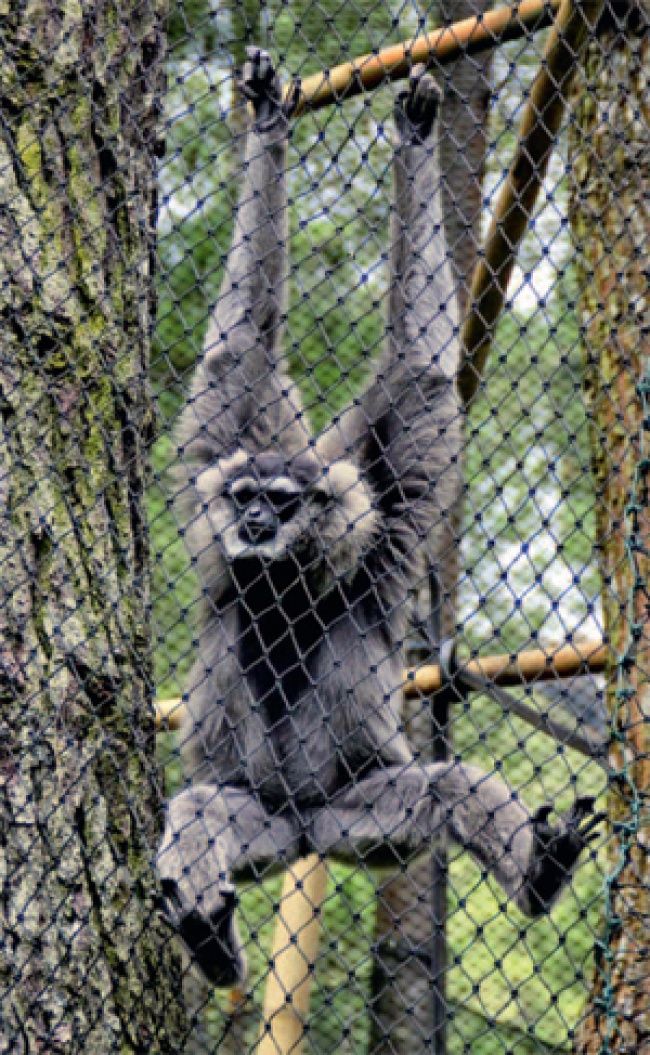 Inggris Pulangkan Owa Jawa Ilmu Dan Teknologi Koran Tempo Co