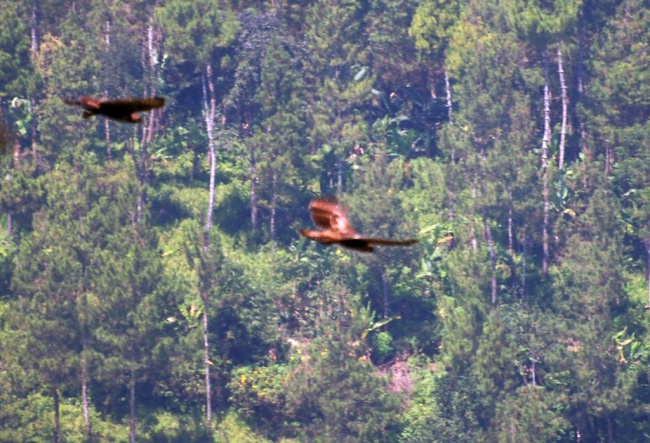 Masih Ada Raptor Di Bromo Semeru Ilmu Dan Teknologi Koran Tempo Co Masih Ada Raptor Di Bromo Semeru Ilmu Dan Teknologi Koran Tempo Co