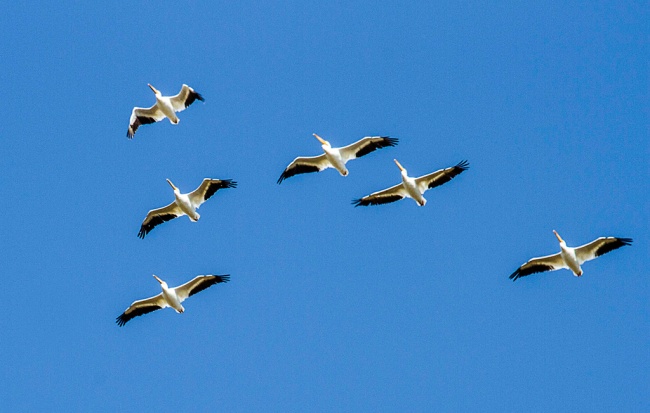 Rahasia Formasi V Di Udara Ilmu Dan Teknologi Koran Tempo Co