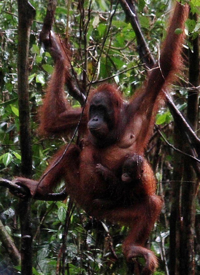 Surga Orang Utan Fotografi Koran Tempo Co