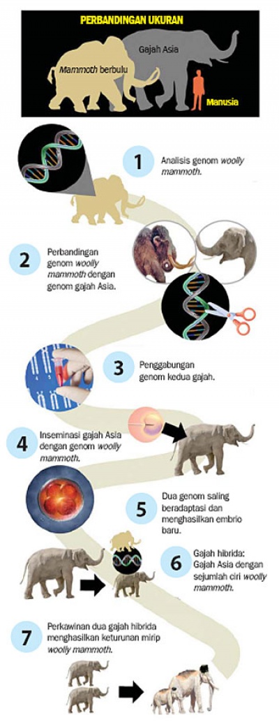 Схема woolly mammoth