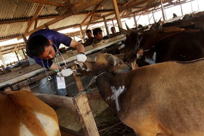 gubernur syahrul jamin harga daging sapi stabil koran tempo co
