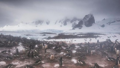 Kondisi habitat penguin di Semenanjung Antartika yang esnya terus mencair akibat perubahan iklim. Penguin merupakan hewan pertama yang terkena dampak dari perubahan iklim drastis. boredpanda.com