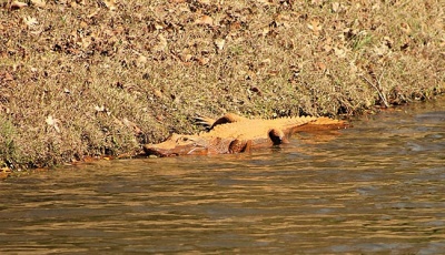Aligator berwarna Orange yang ditemukan di kolam retensi di Hanahan, South Carolina, 9 Februari 2017. Warna kulit aligator ini membuat bingun penduduk yang melihatnya. Philips Clark/wsoctv.com