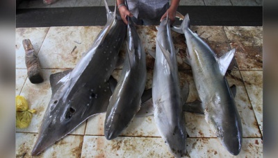Pedagang menata ikan hiu dagangannya di Pasar Ikan Bina Usaha, Meulaboh, Aceh Barat, Aceh, 20 Januari 2017. Hingga kini masih banyak nelayan yang menangkap dan memperjualbelikan berbagai jenis ikan hiu karena kurangnya sosialisasi terhadap nelayan setempat. ANTARA/Syifa Yulinnas