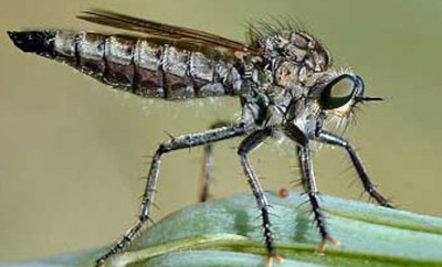 Robber fly (Holcocephala fusca), serangga terkecil dengan pengelihatan tertajam. (entnemdept.ufl.edu)