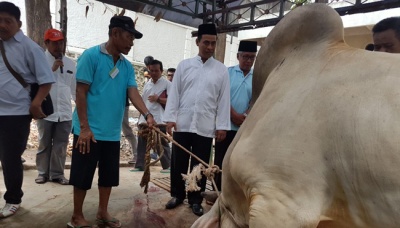 Menteri Pertanian Amran Sulaiman melihat sapi yang akan dikurbankan di Masjid Nurul Iman Kementerian Pertanian, Jakarta, 2 September 2017. Tempo/Caesar Akbar