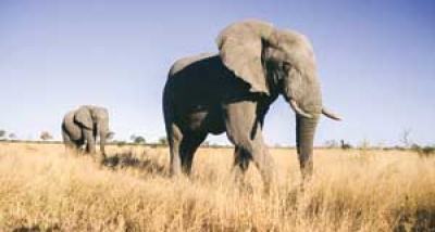 Petaka Gajah untuk Hutan Afrika
