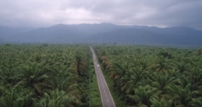 Papua Barat Batasi Pembukaan Hutan untuk Perkebunan