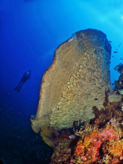 Di Jantung Segitiga Koral Teluk Tomini